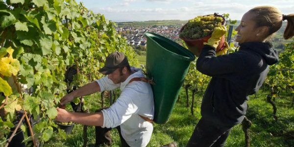 Wijn in de Provence: wat is er met de rosé gebeurd?